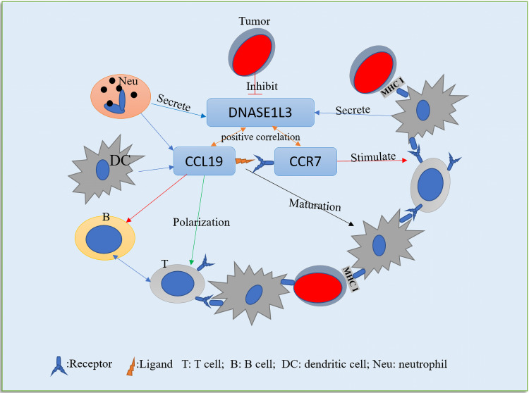 DNASE1L3-7.jpg