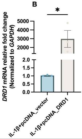 DRD1-3.jpg