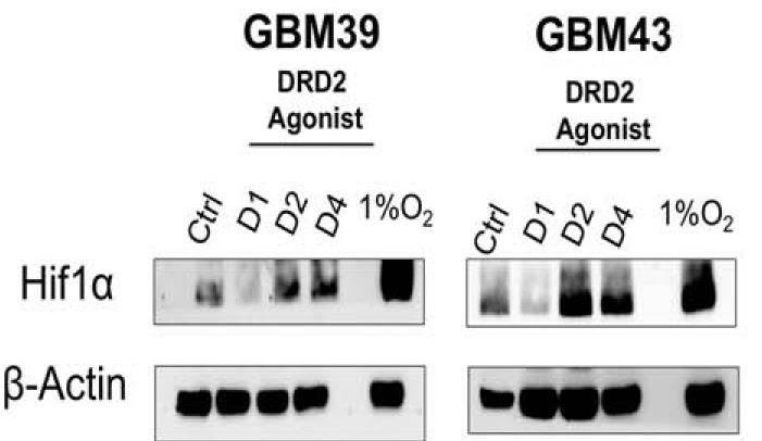 DRD2-3.jpg