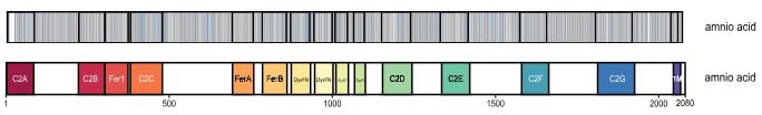DYSF-2.jpg