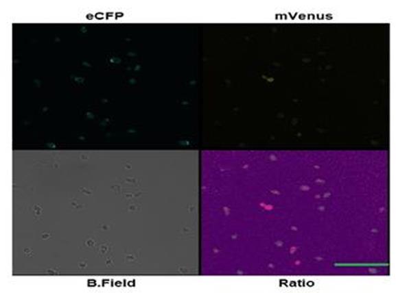 ECFP-20-4.jpg