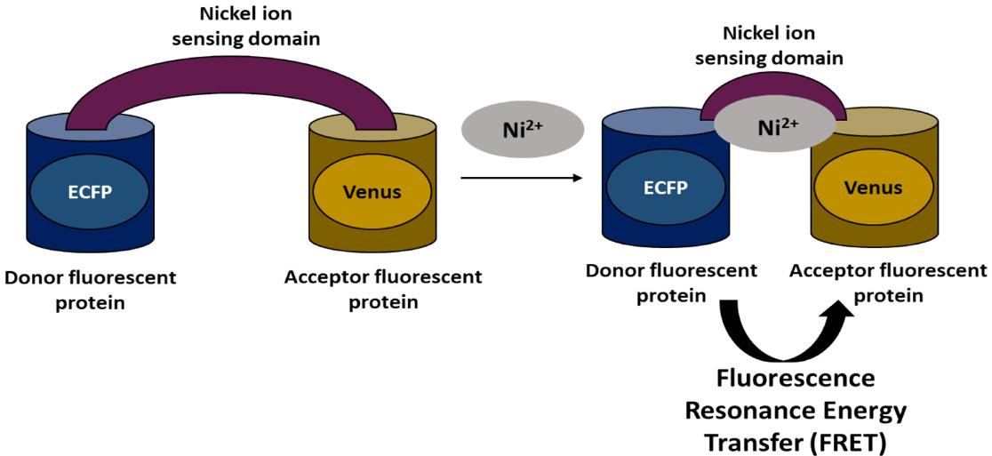 ECFP-20-5.jpg