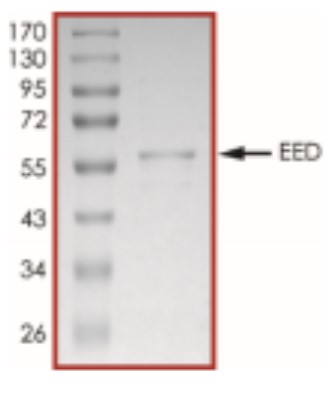 EED-2.jpg