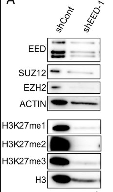 EED-3.jpg