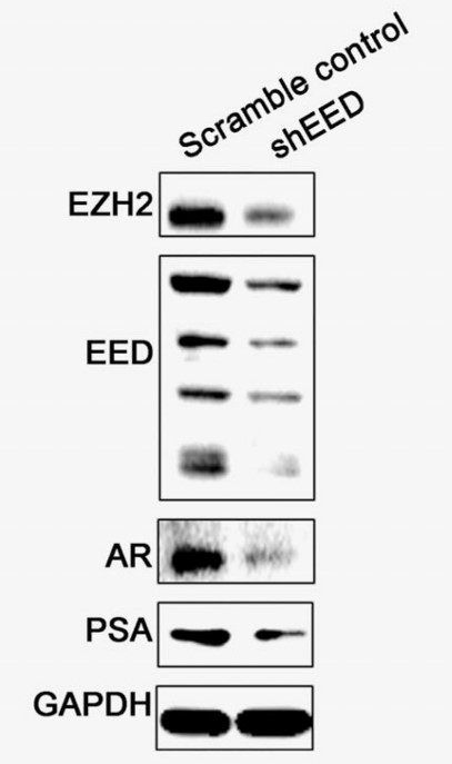 EED-6.jpg