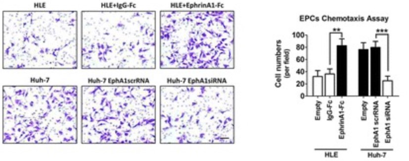 EFNA1-4.jpg