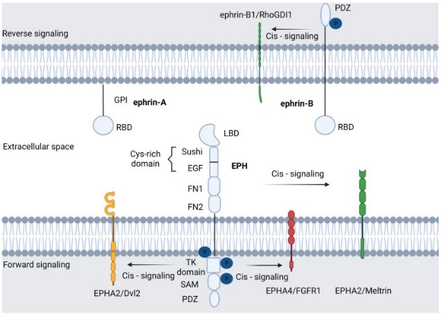 EFNA1-6.jpg