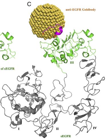 EGFR-3.jpg