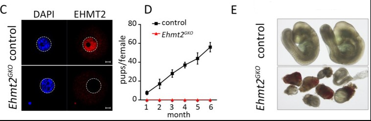 EHMT2