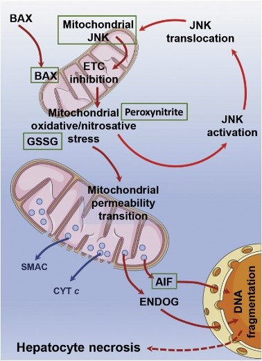 ENDOG-9.jpg