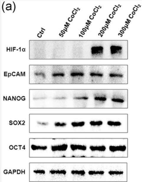 EPCAM-3.jpg