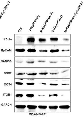 EPCAM-4.jpg