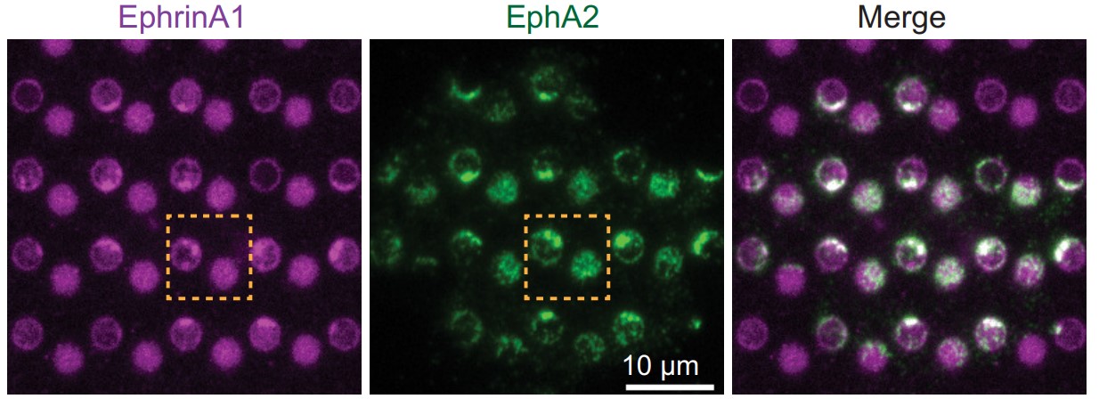 EPHA2-3.jpg