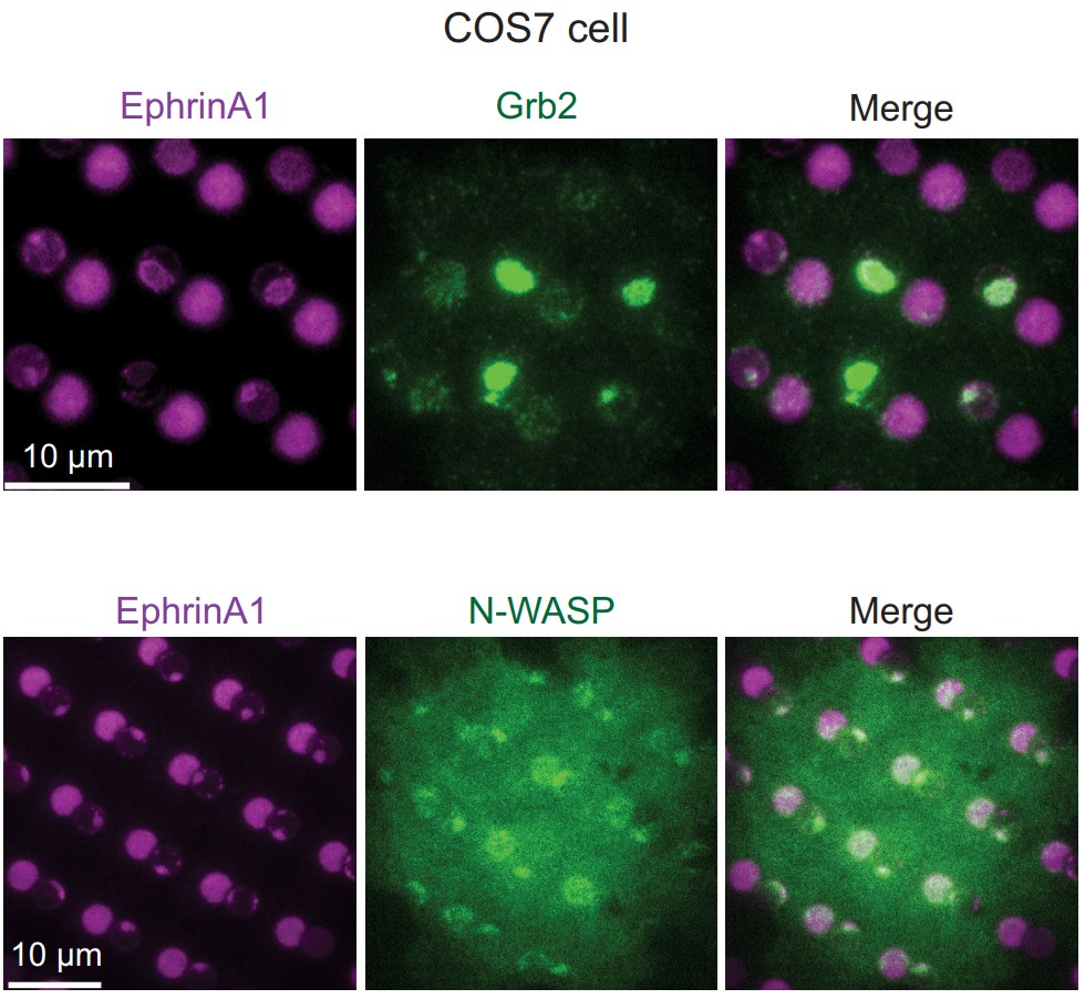 EPHA2-4.jpg