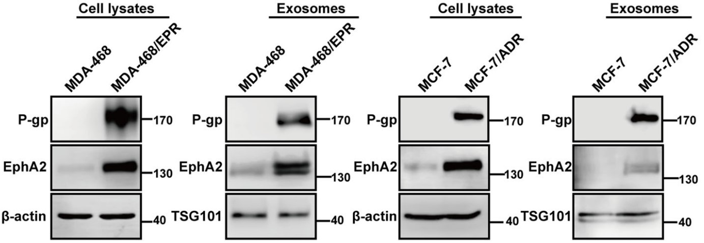 EPHA2-5.jpg