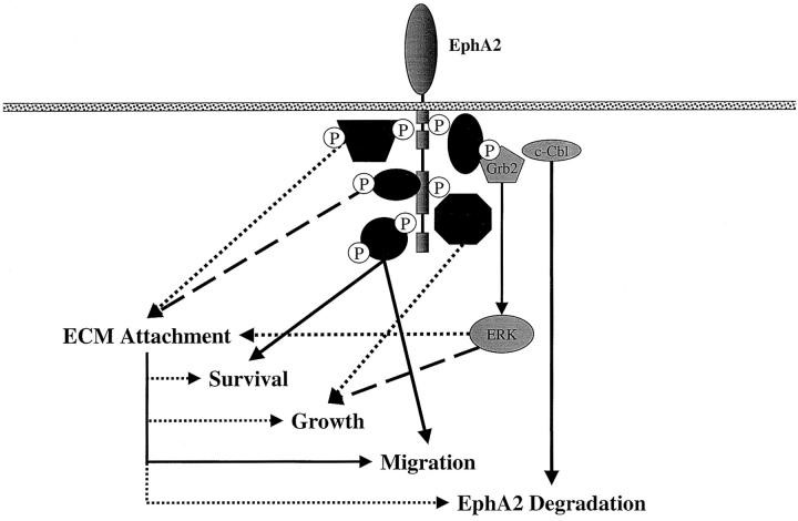 EPHA2-8.jpg