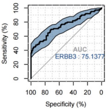 ERBB3-3.jpg