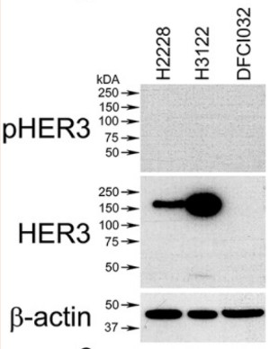 ERBB3-4.jpg