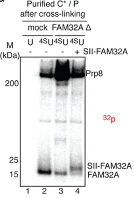 FAM-5.jpg