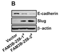 FAM3B-3.jpg