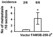 FAM3B-4.jpg