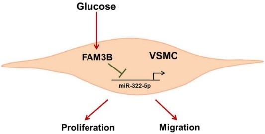 FAM3B-7.jpg