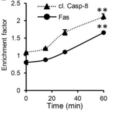 FAS-4.jpg