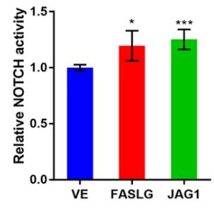 FASLG-1.jpg