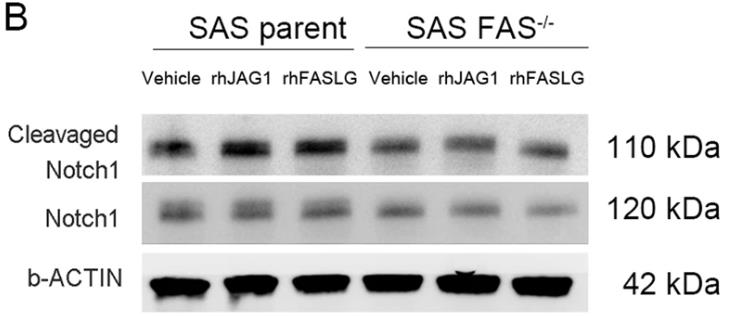 FASLG-2.jpg