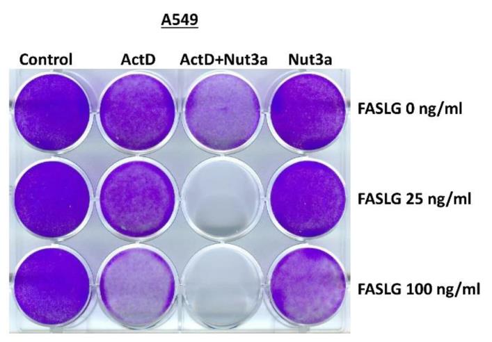 FASLG-4.jpg