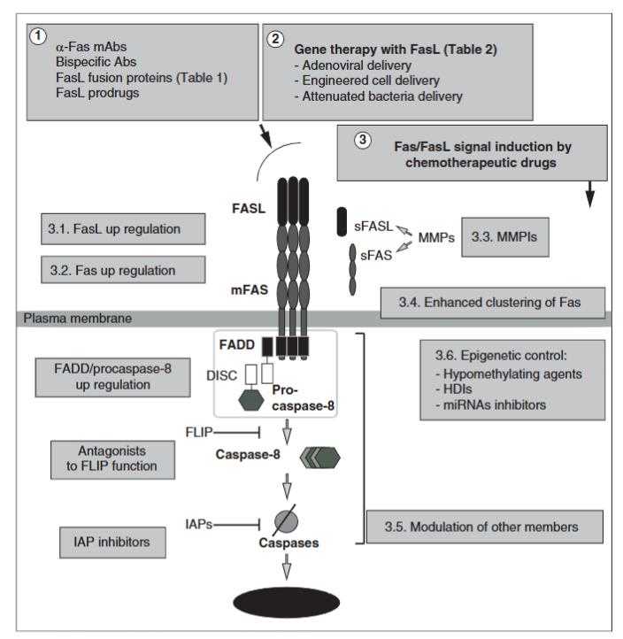 FASLG-7.jpg