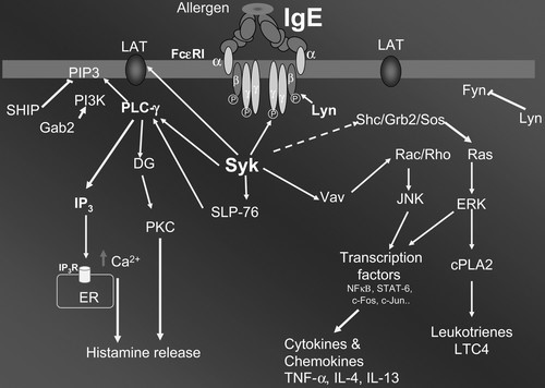 FCER-9.jpg