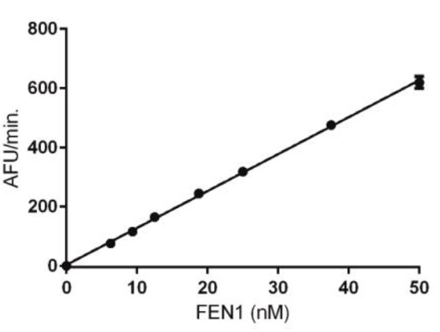 FEN1-2.jpg