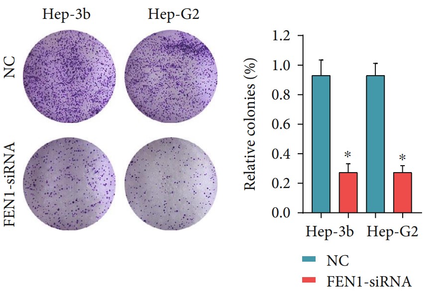 FEN1-5.jpg