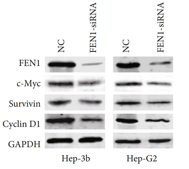 FEN1-6.jpg