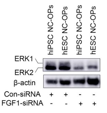 FGF1-2.jpg