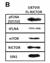 FLNA-1.jpg