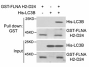 FLNA-4.jpg