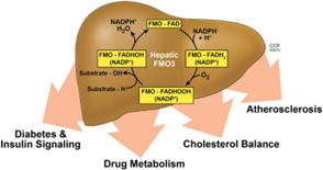 FMO3-6.jpg