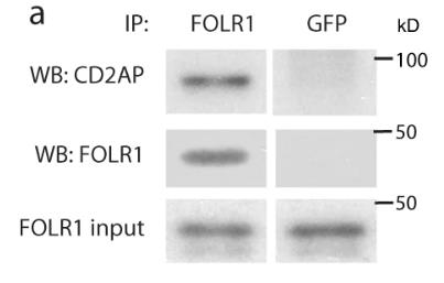 FOLR1-2.jpg