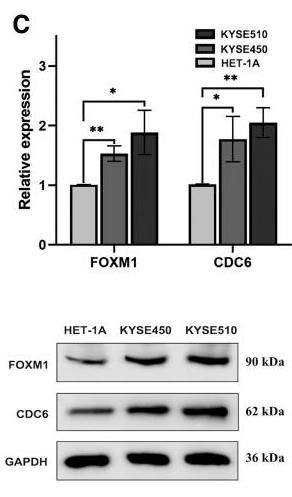 FOXM1-1.jpg