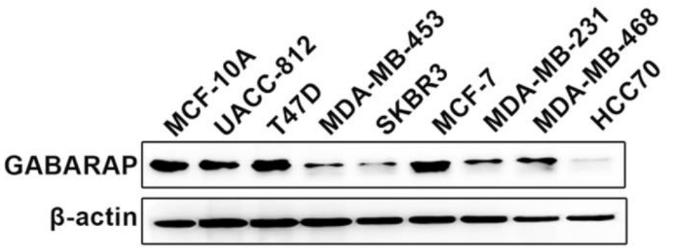 GABA-3.jpg