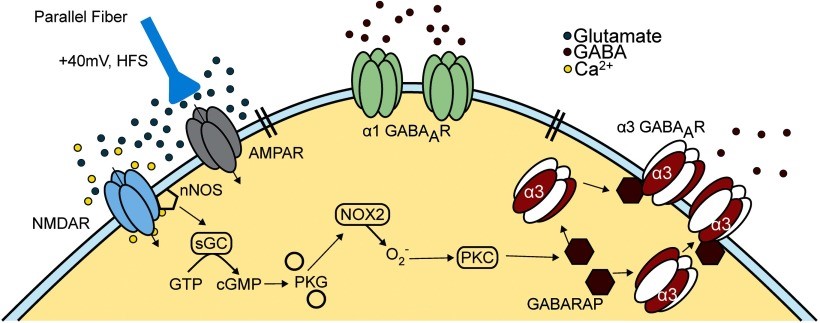 GABA-9.jpg