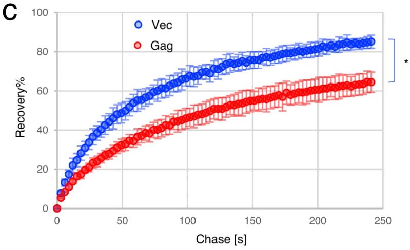GAG-3.jpg