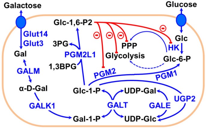 GALK1-7.jpg