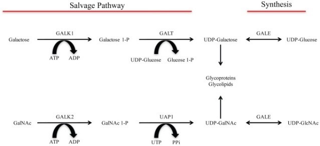 GALK1-8.jpg