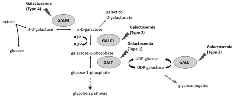 GALT-7.jpg
