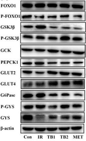 GCK-4.jpg