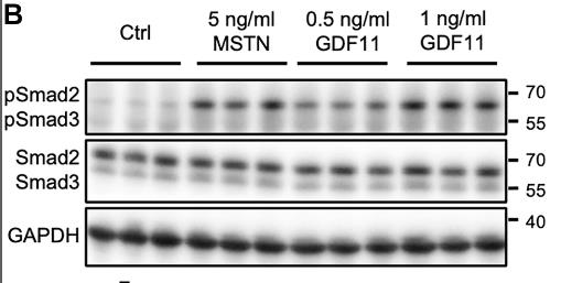 GDF11-2.jpg
