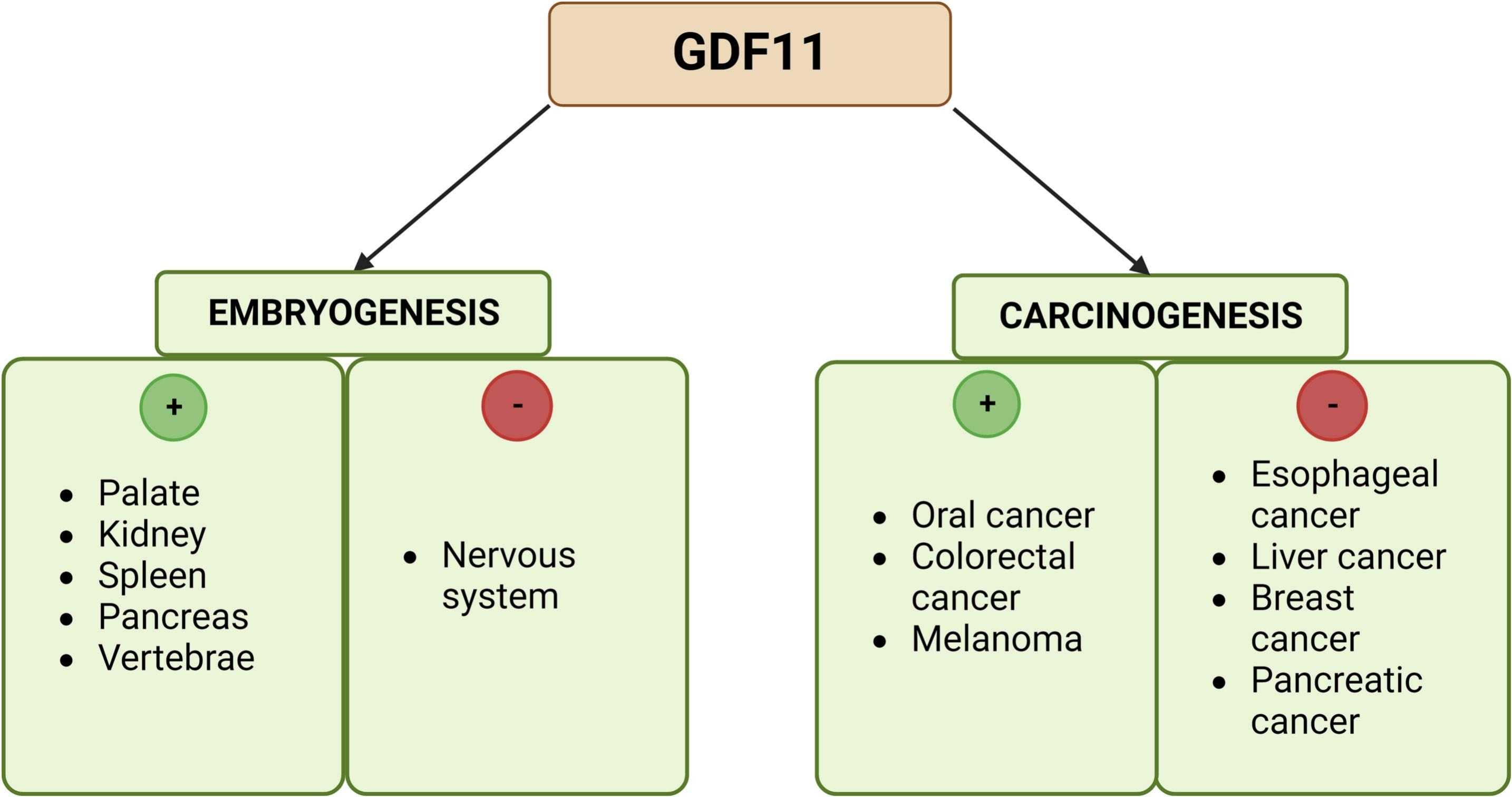GDF11-7.jpg